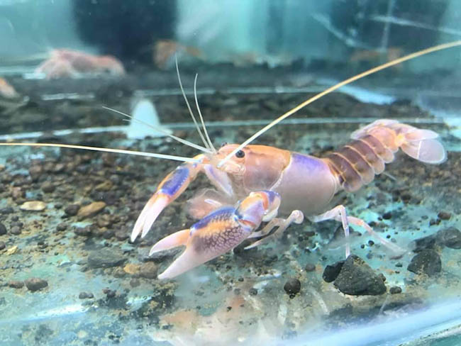 Hướng dẫn cách chăm sóc tôm cảnh crayfish khi lột xác