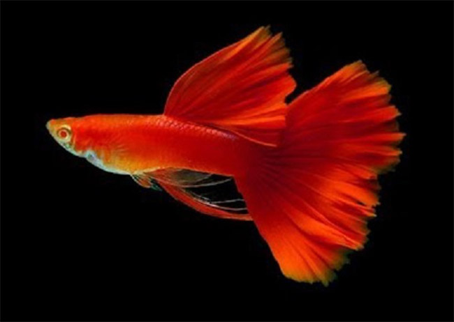 Cá bảy màu Abino Full Red