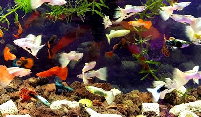 Cá bảy màu sống ở nhiệt độ bao nhiêu?