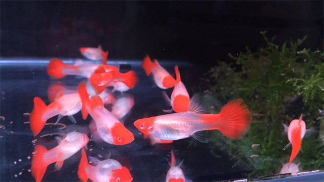 Cách ép đẻ cá bảy màu trong thời gian ngắn