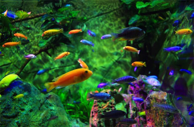 Gợi ý các loại cá nuôi chung với bảy màu