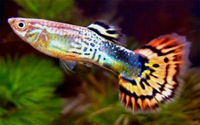 Một số dòng cá bảy màu phổ biến hiện nay