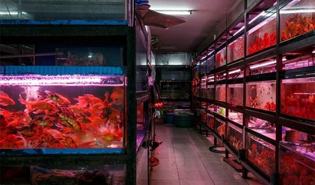 Địa chỉ mua cá bảy màu ở TPHCM nổi tiếng nhất