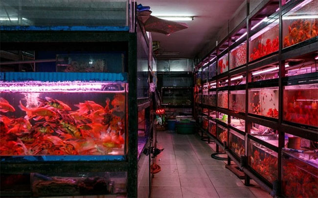 Địa chỉ mua cá bảy màu ở TPHCM nổi tiếng nhất