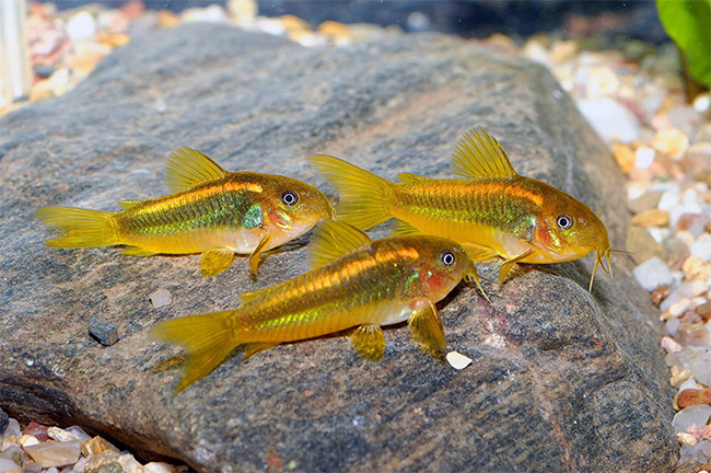 Nhiệt độ thích hợp để nuôi cá bảy màu trong các mùa