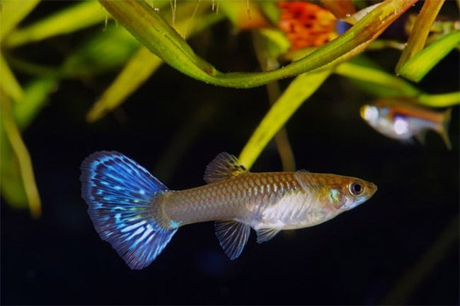 Những thắc mắc về quy trình sinh sản ở cá bảy màu