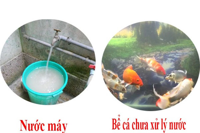 Cách nuôi cá an toàn với nước máy