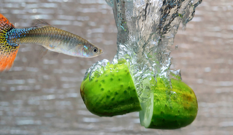 Cách làm thức ăn cho cá bảy màu từ rau củ quả